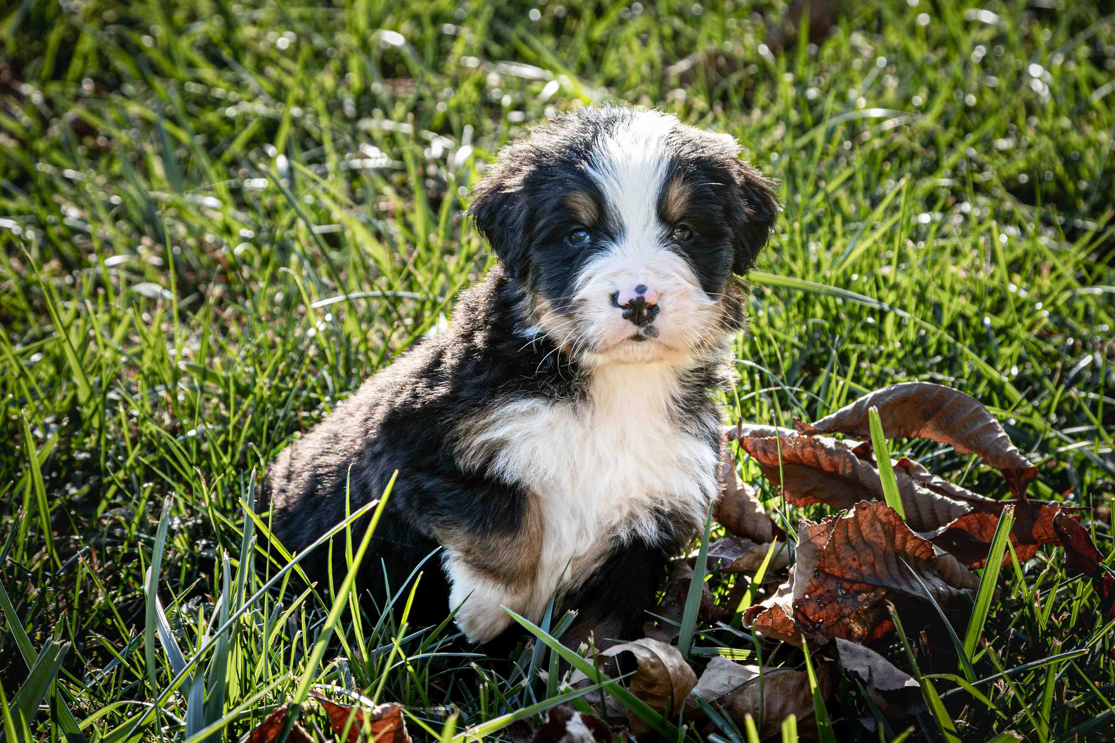 puppy, for, sale, Bernese Mountain Dog, Emanuel  Glick, dog, breeder, Bird-In-Hand, PA, dog-breeder, puppy-for-sale, forsale, nearby, find, puppyfind, locator, puppylocator, aca